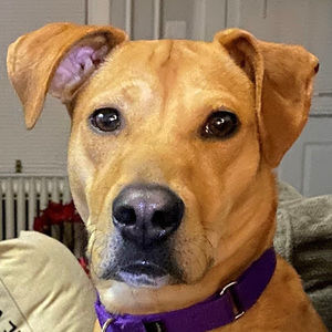 Meet your Posher, Dean